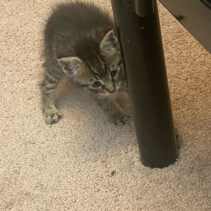 Meet your Posher, Rowan